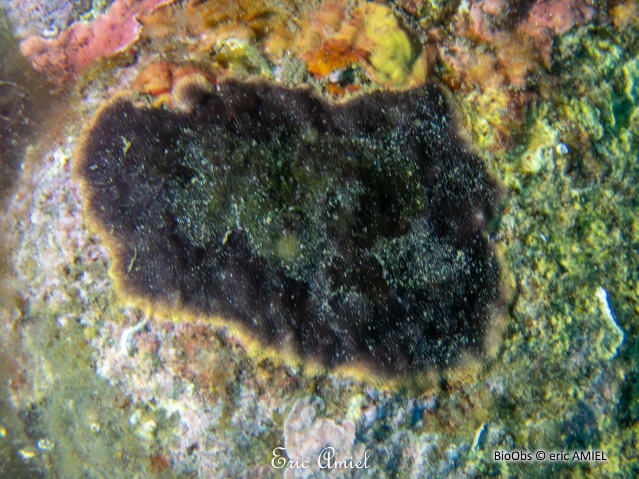 Bryozoaire encroûtant noir - Reptadeonella violacea - eric AMIEL - BioObs