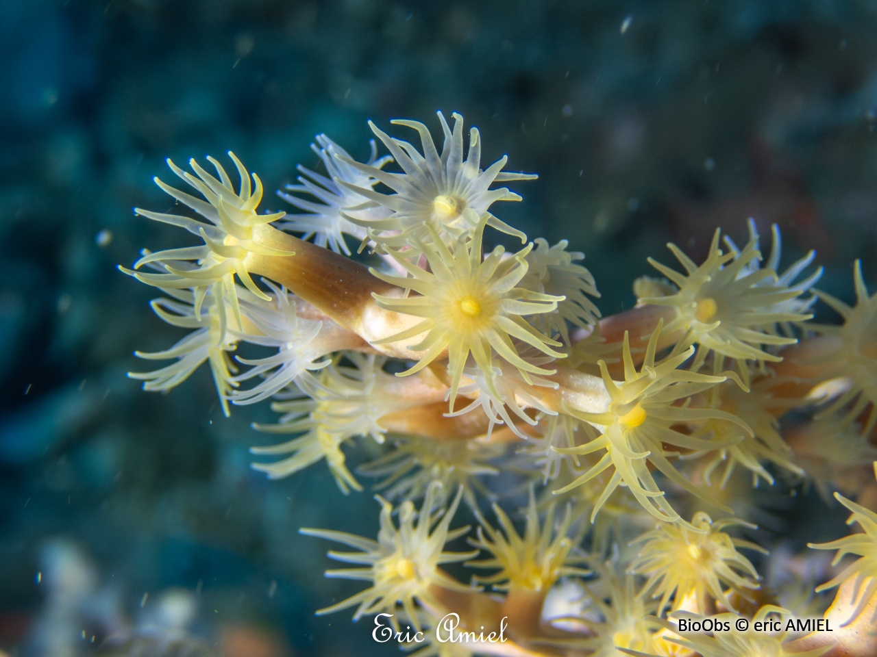 Anémone buissonnante - Savalia savaglia - eric AMIEL - BioObs