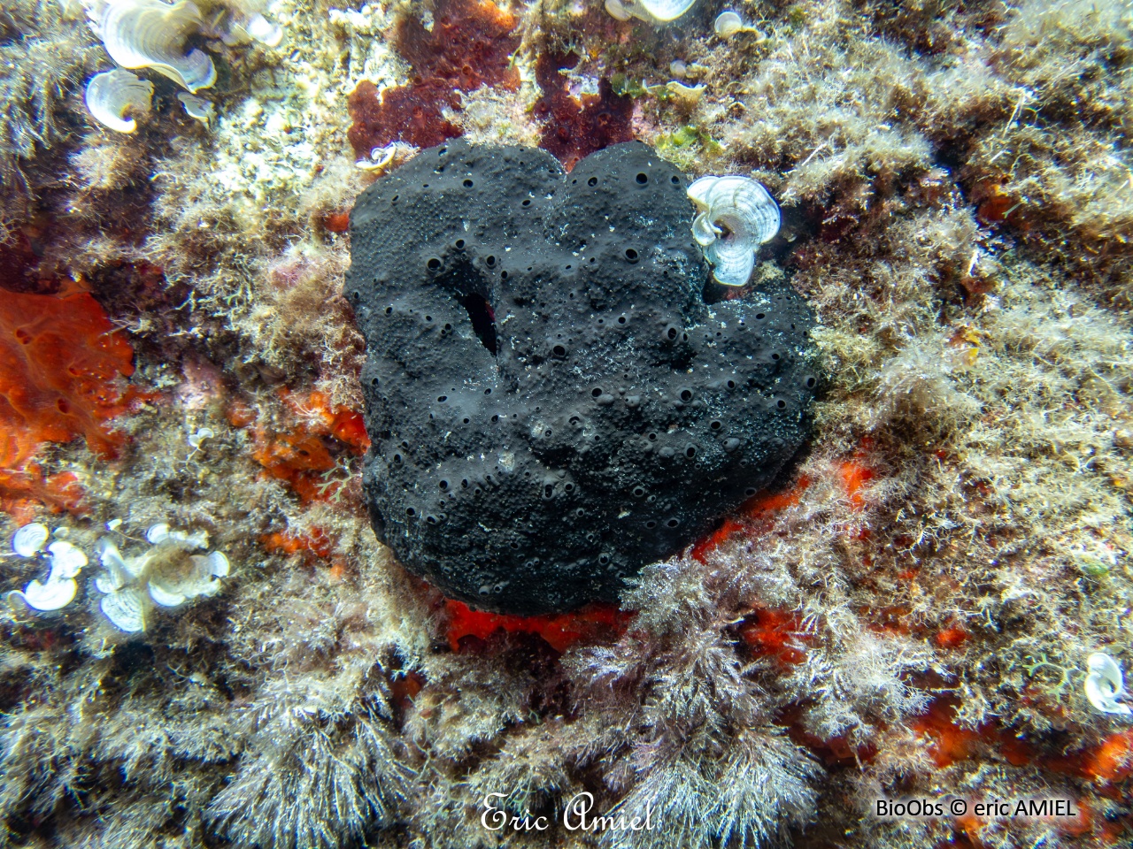 Ircinie noire épineuse - Sarcotragus spinosulus - eric AMIEL - BioObs