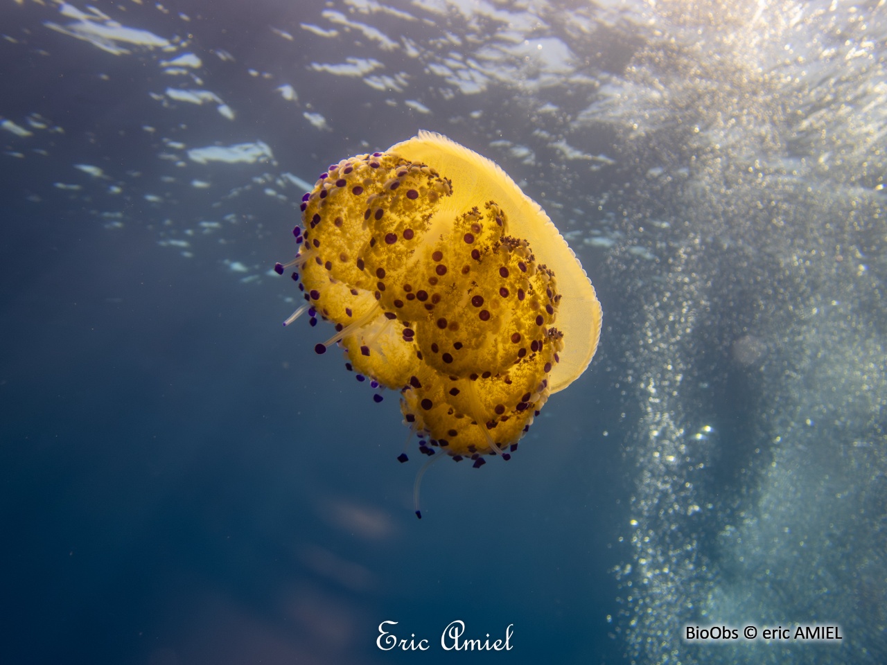 Méduse oeuf au plat - Cotylorhiza tuberculata - eric AMIEL - BioObs