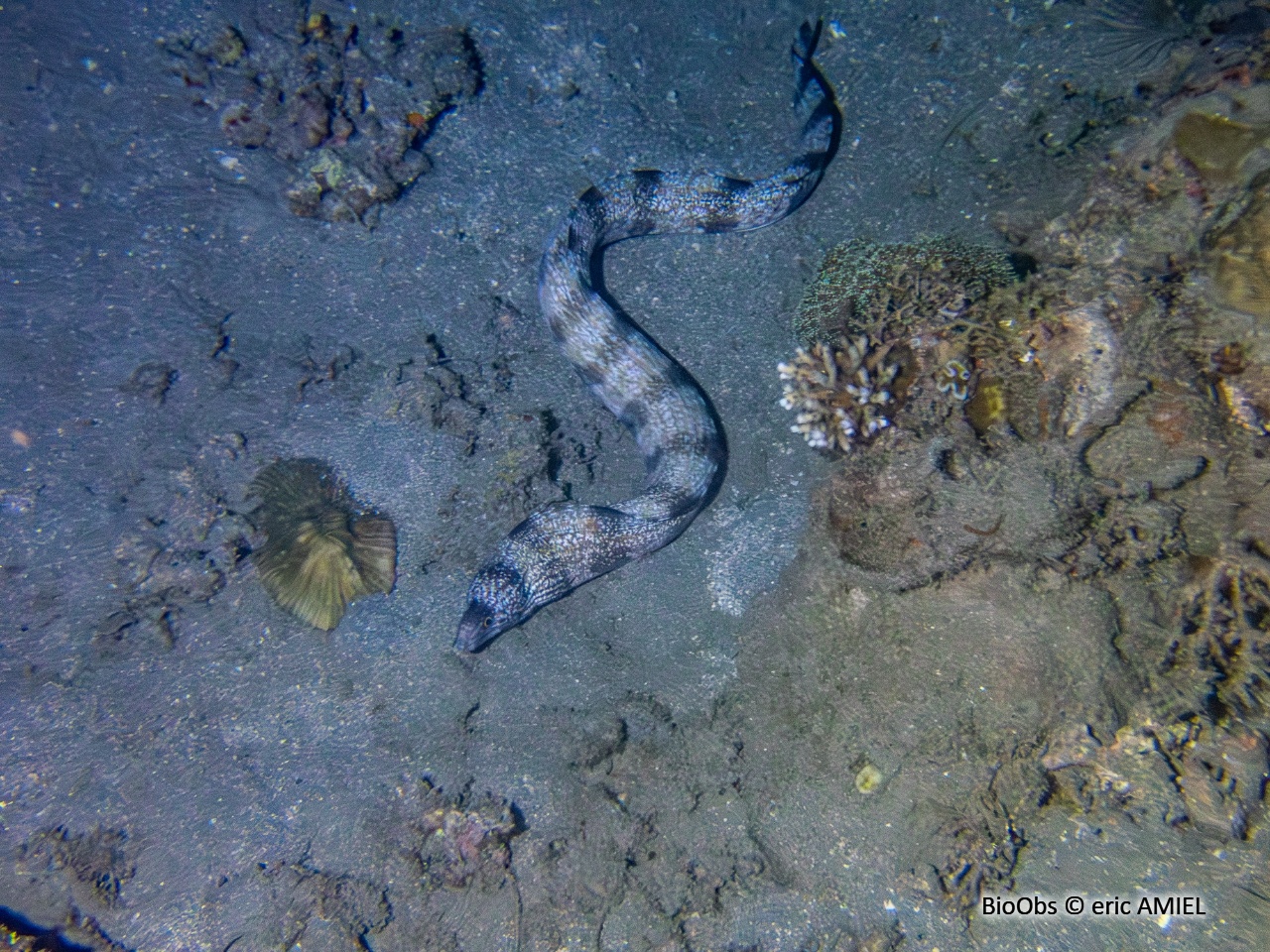 Murène énigmatique - Gymnothorax enigmaticus - eric AMIEL - BioObs