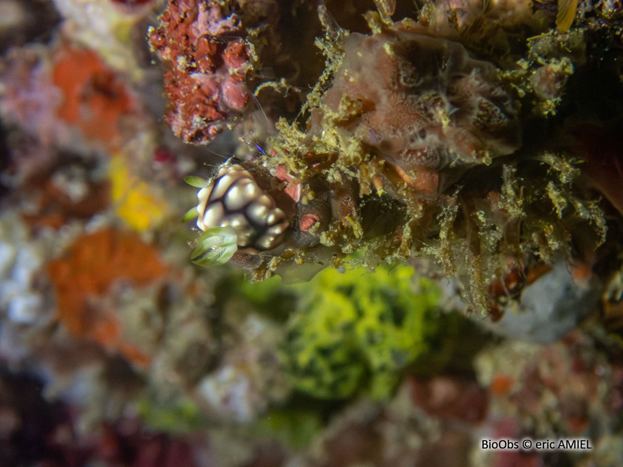 Doris géometrique - Goniobranchus geometricus - eric AMIEL - BioObs
