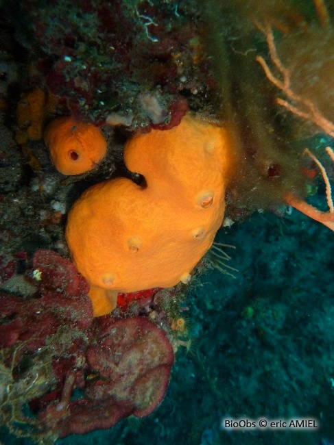 Agelas orangée - Agelas oroides - eric AMIEL - BioObs