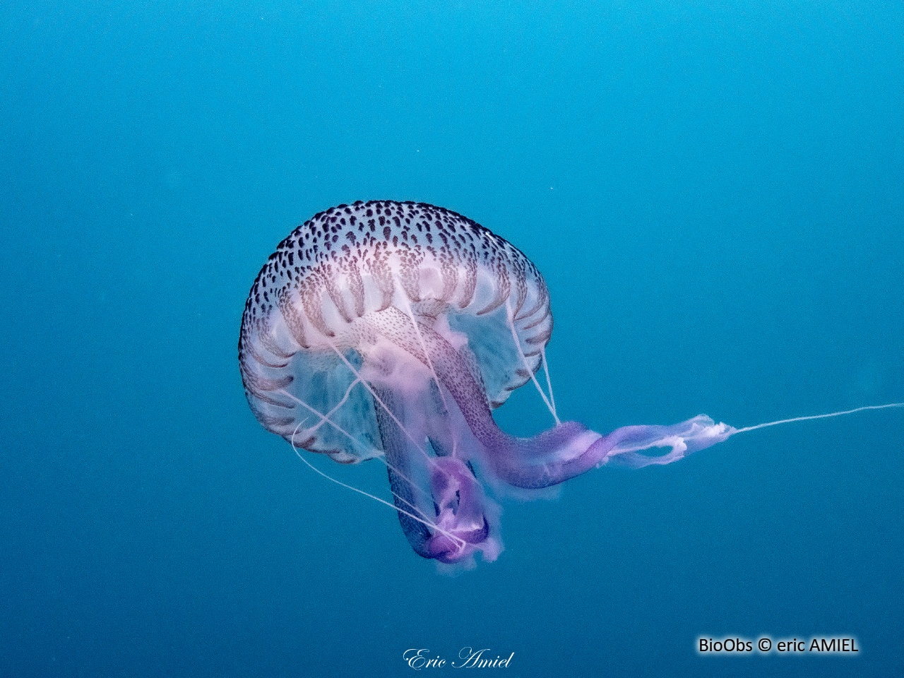 Pélagie - Pelagia noctiluca - eric AMIEL - BioObs