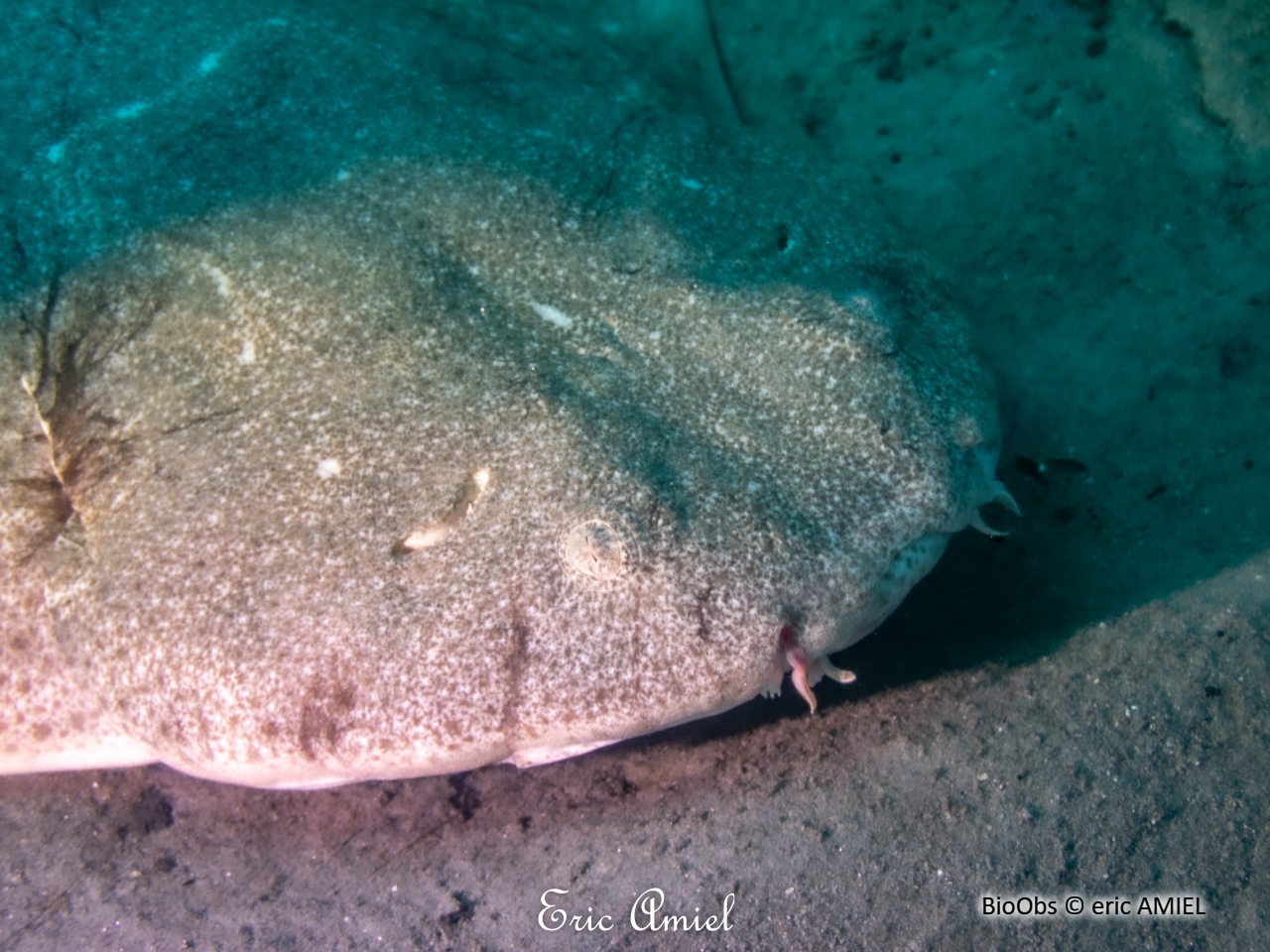 Ange de mer commun - Squatina squatina - eric AMIEL - BioObs
