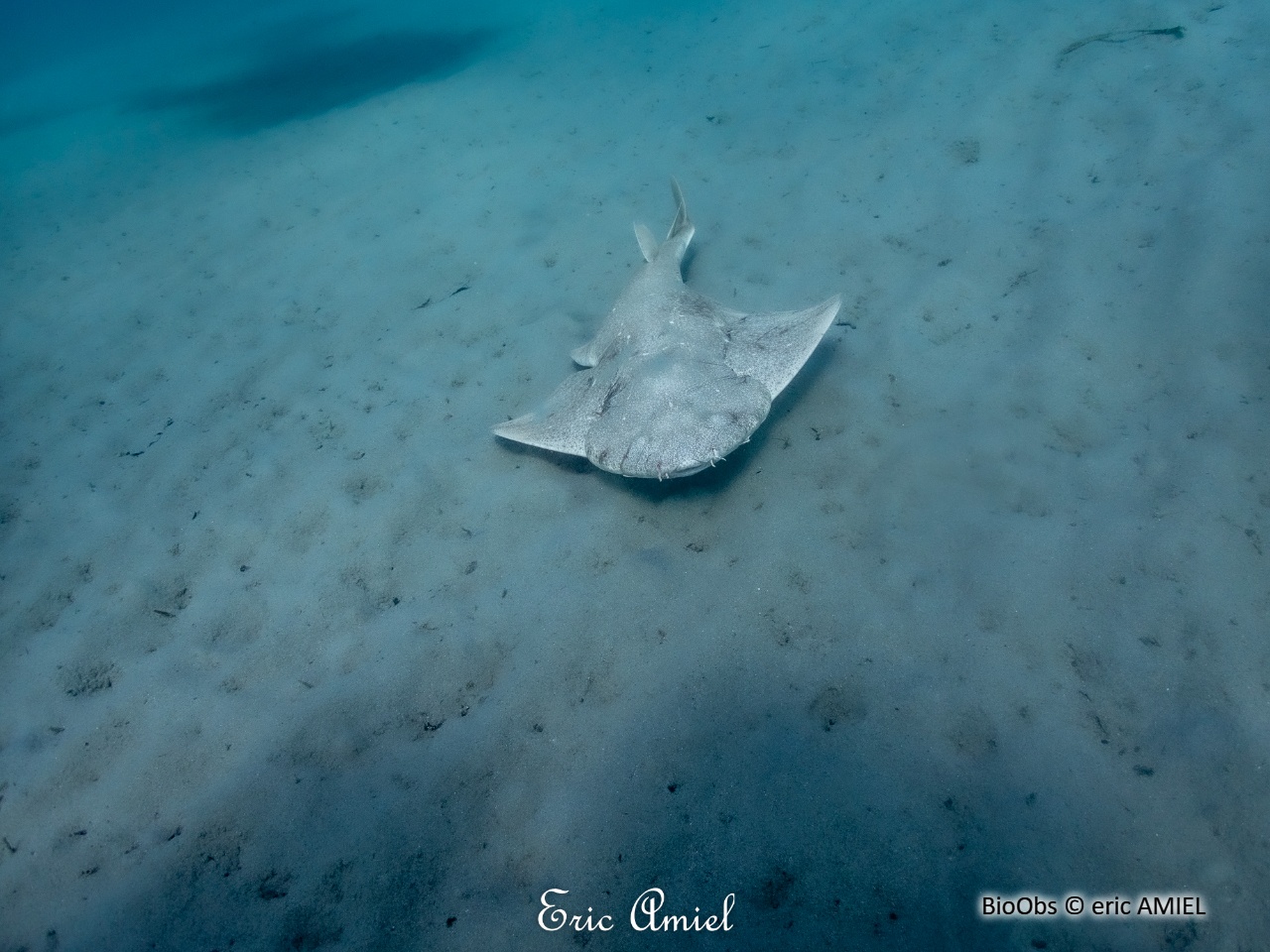Ange de mer commun - Squatina squatina - eric AMIEL - BioObs