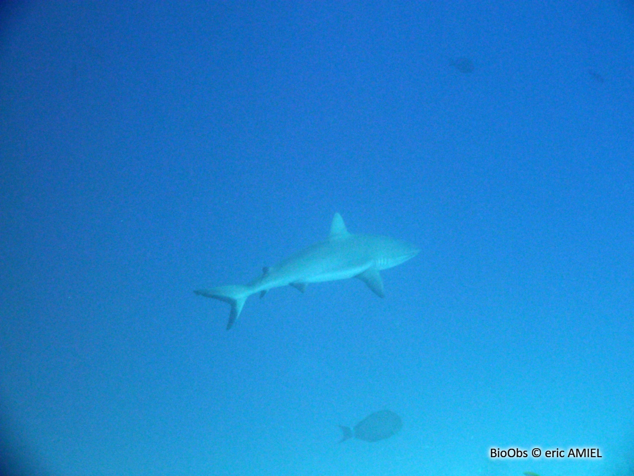 Requin gris de récif - Carcharhinus amblyrhynchos - eric AMIEL - BioObs