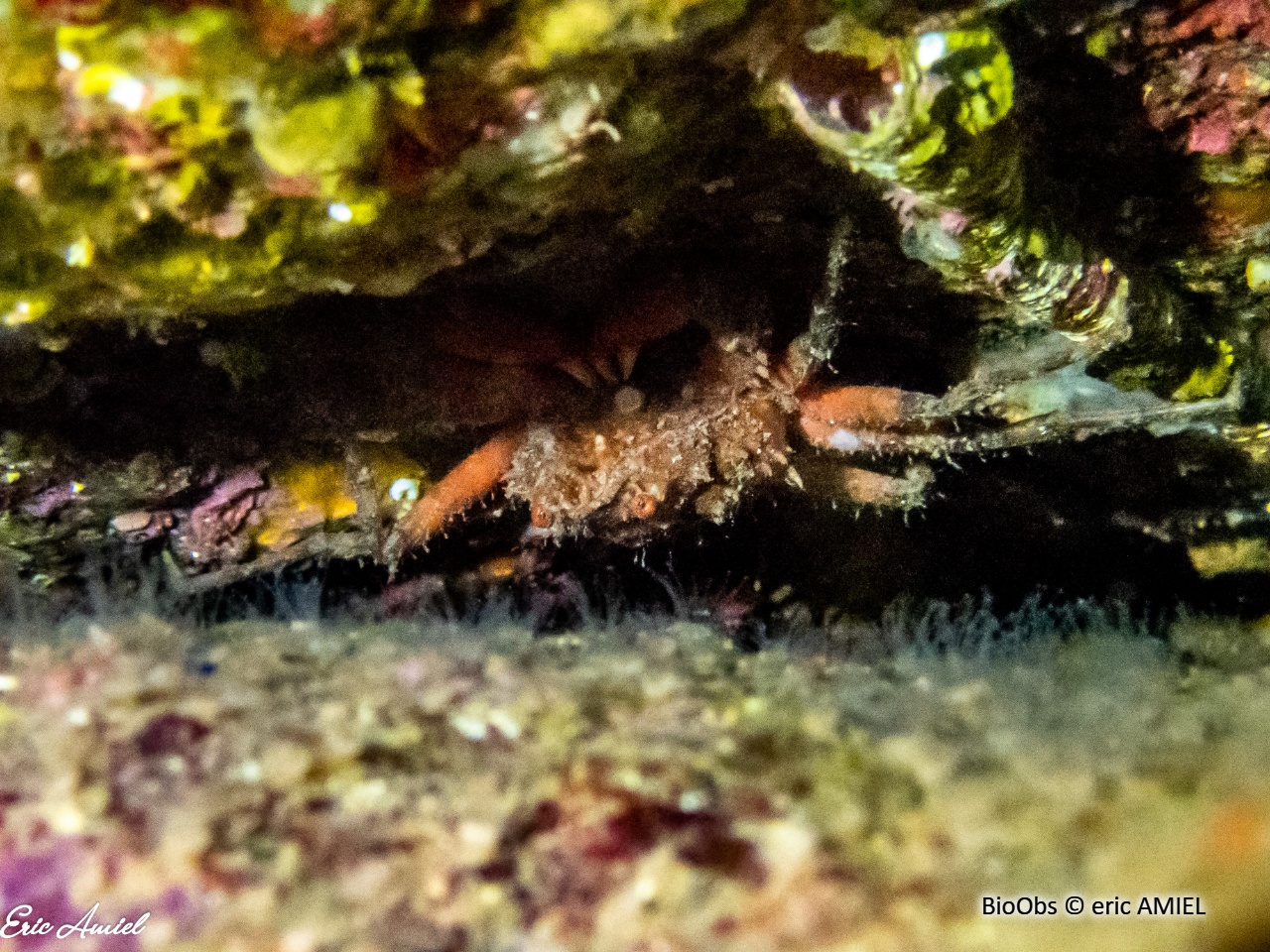 Araignée de mer ridée - Herbstia condyliata - eric AMIEL - BioObs