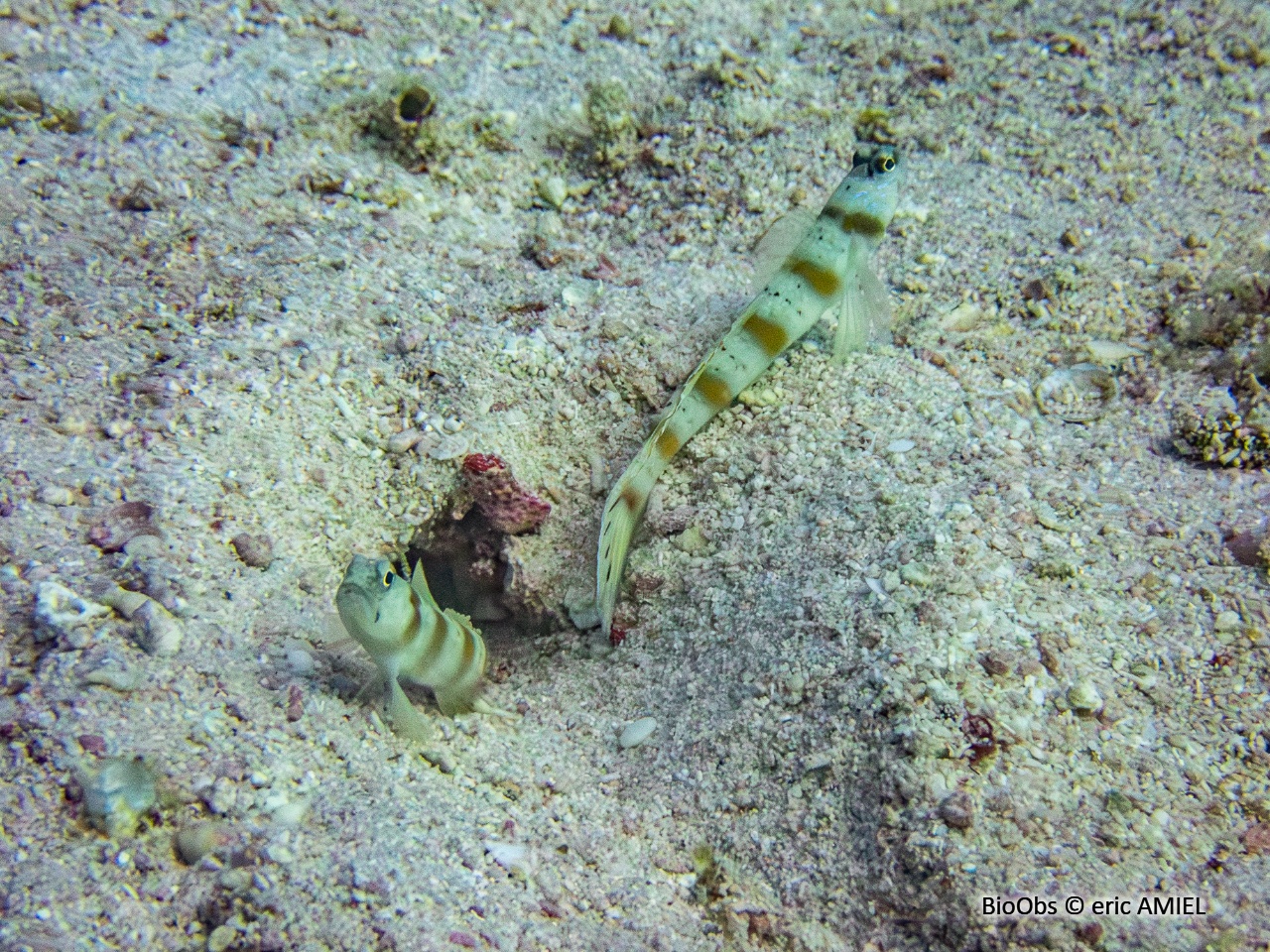 Gobie commensal de Steinitz - Amblyeleotris steinitzi - eric AMIEL - BioObs