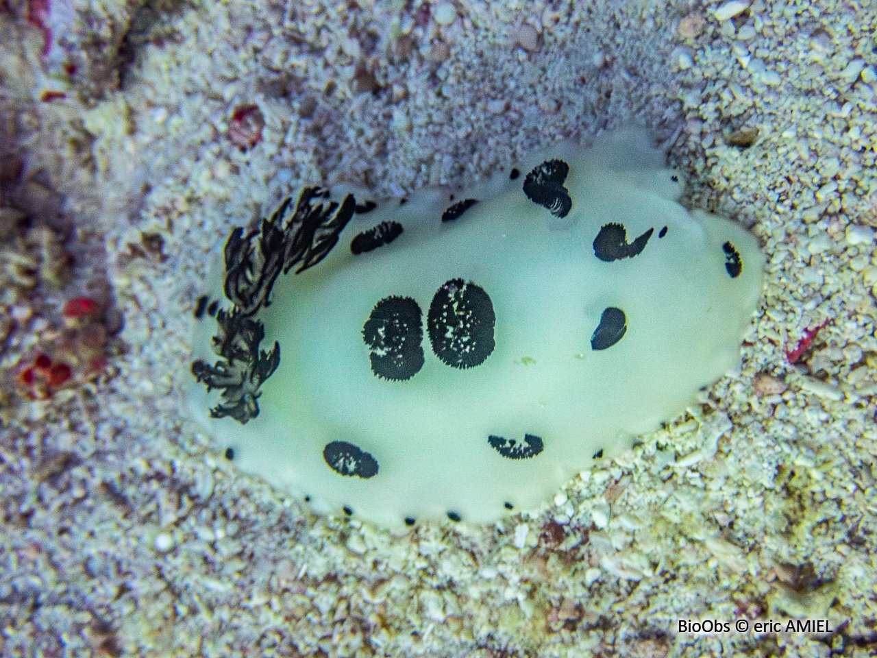 Jorruna funèbre - Jorunna funebris - eric AMIEL - BioObs