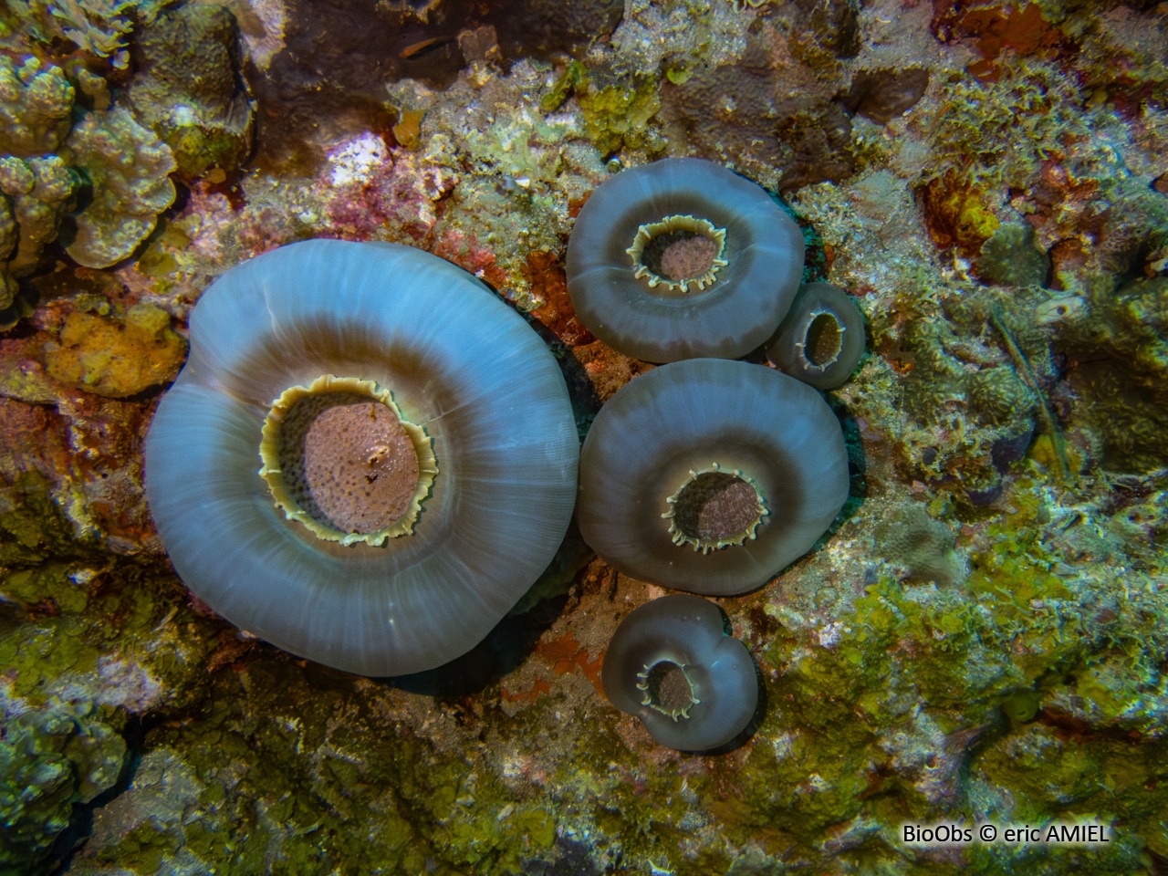 Anémone-oreille d'éléphant - Amplexidiscus fenestrafer - eric AMIEL - BioObs