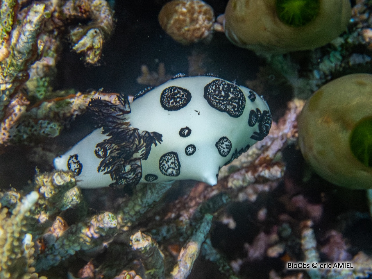 Jorruna funèbre - Jorunna funebris - eric AMIEL - BioObs