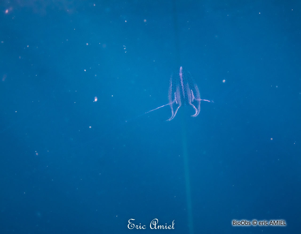 Callianira à deux ailes - Callianira bialata - eric AMIEL - BioObs