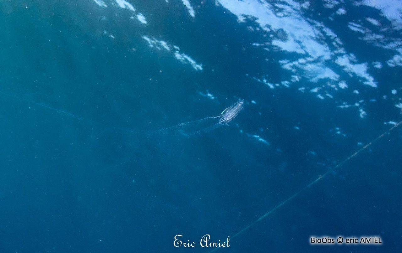 Callianira à deux ailes - Callianira bialata - eric AMIEL - BioObs