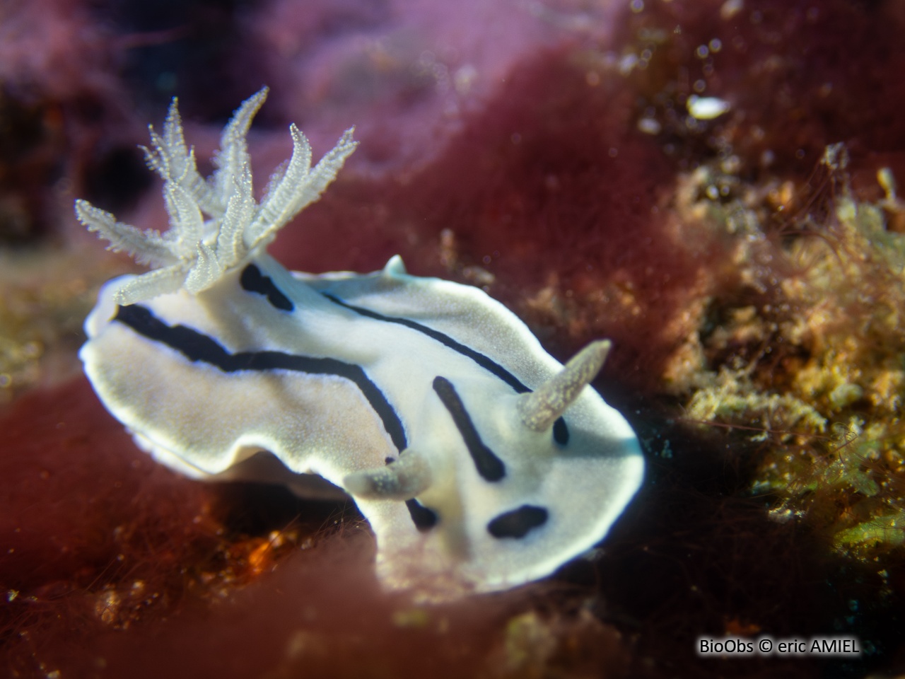 Doris de Loch - Chromodoris lochi - eric AMIEL - BioObs