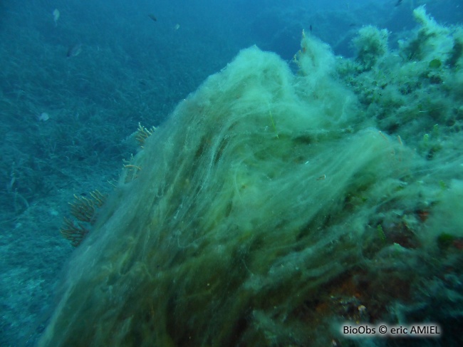 Algues brunes filamenteuses - Acinetospora crinita - eric AMIEL - BioObs