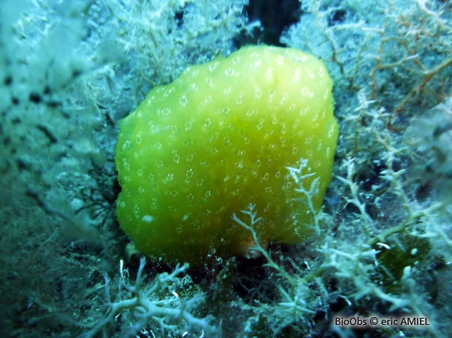 Ascidie globuleuse de Méditerranée - Pseudodistoma obscurum - eric AMIEL - BioObs