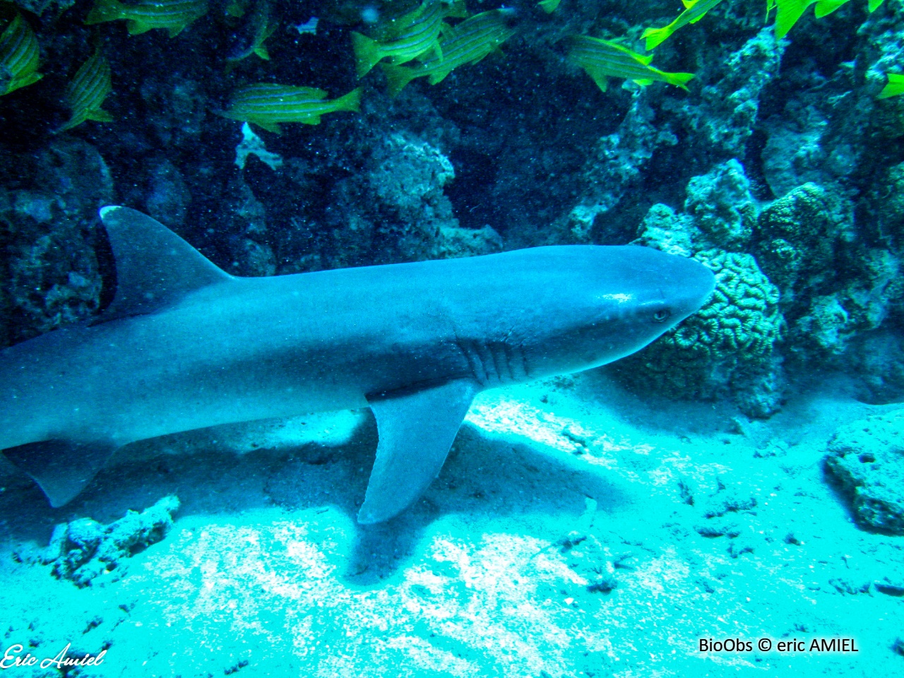 Requin corail - Triaenodon obesus - eric AMIEL - BioObs
