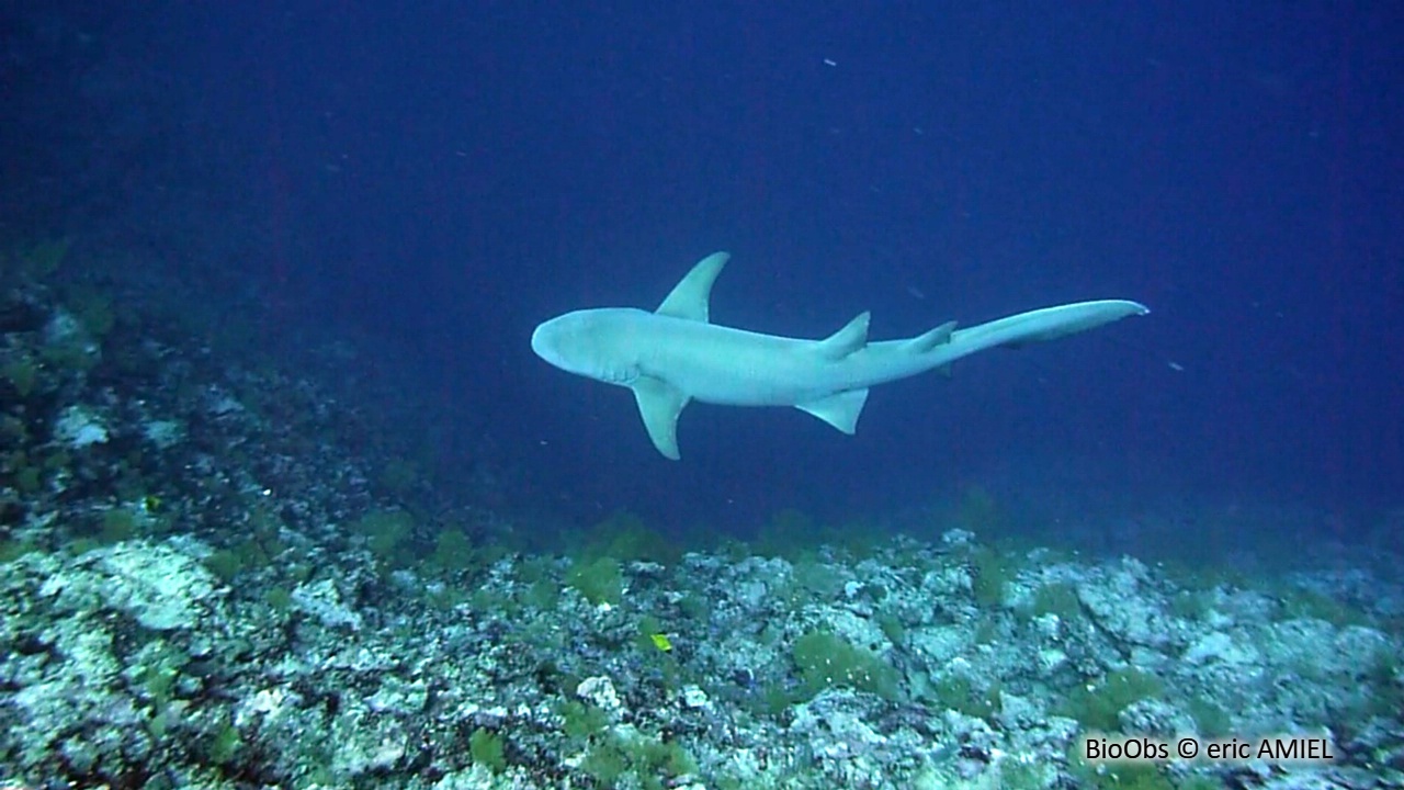 Requin-nourrice fauve - Nebrius ferrugineus - eric AMIEL - BioObs