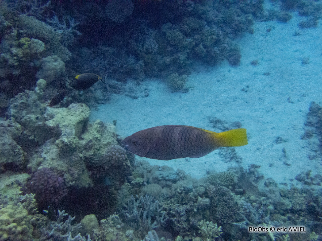 Perroquet rouillé - Scarus ferrugineus - eric AMIEL - BioObs