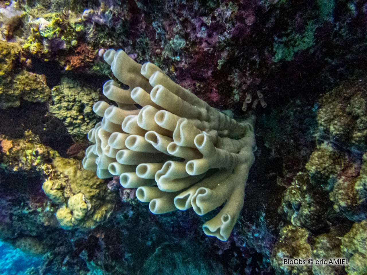 Eponge tubulaire mauve - Callyspongia (Callyspongia) siphonella - eric AMIEL - BioObs