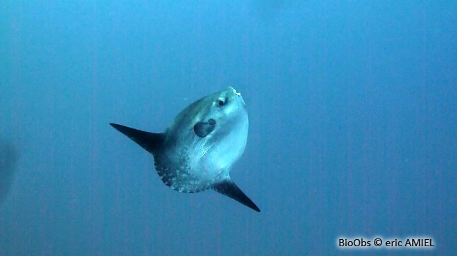 Poisson lune - Mola mola - eric AMIEL - BioObs