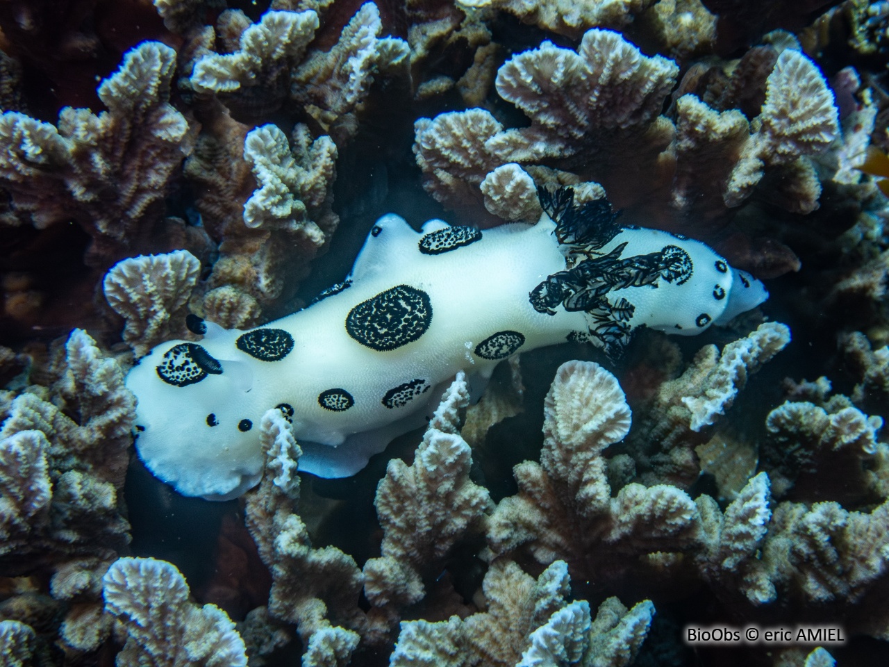 Jorruna funèbre - Jorunna funebris - eric AMIEL - BioObs