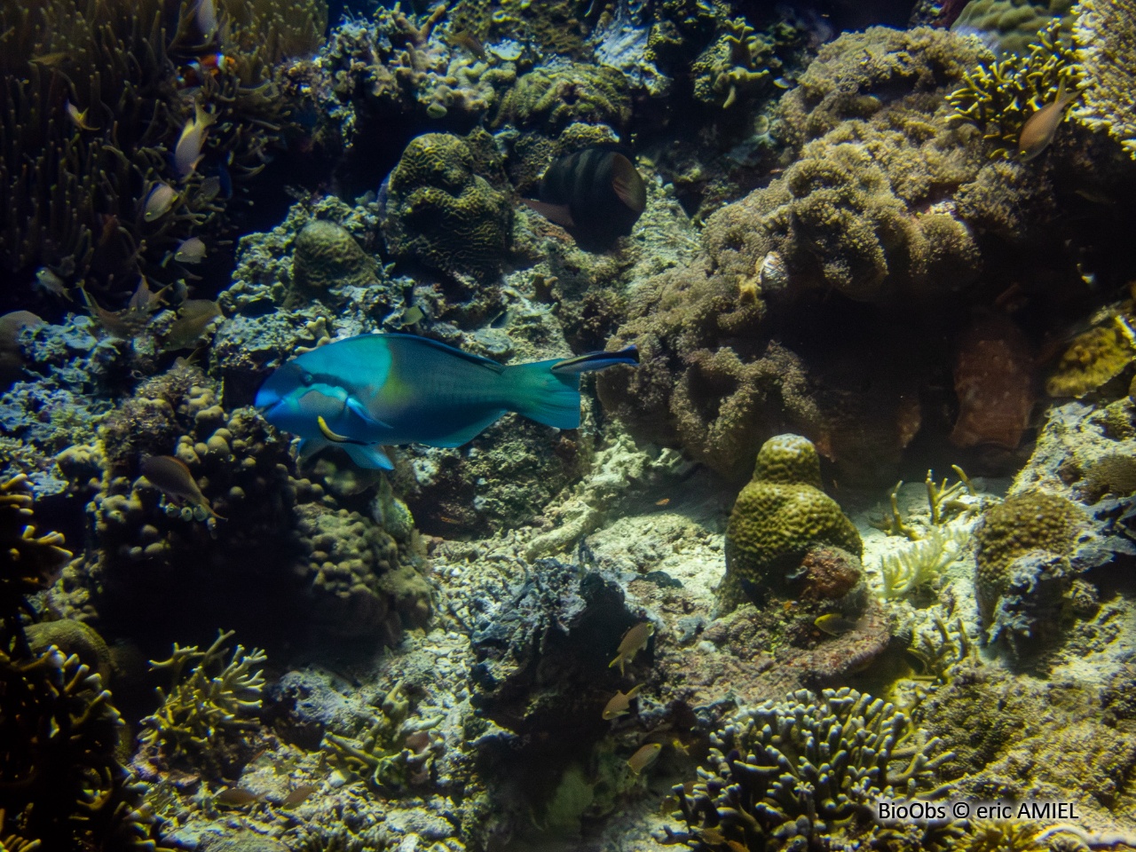 Poisson-perroquet royal - Scarus vetula - eric AMIEL - BioObs