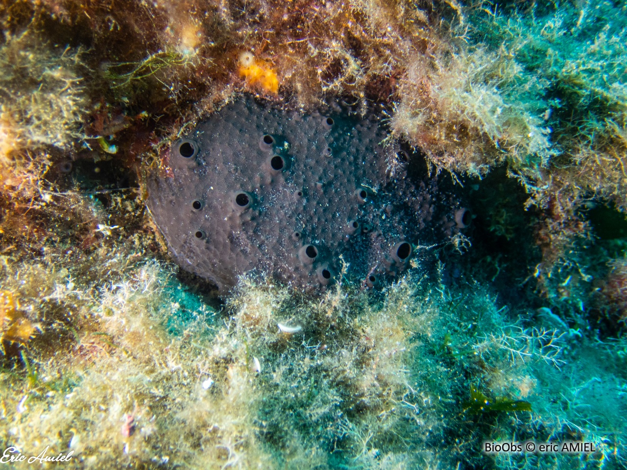 Eponge cornée noire - Scalarispongia scalaris - eric AMIEL - BioObs