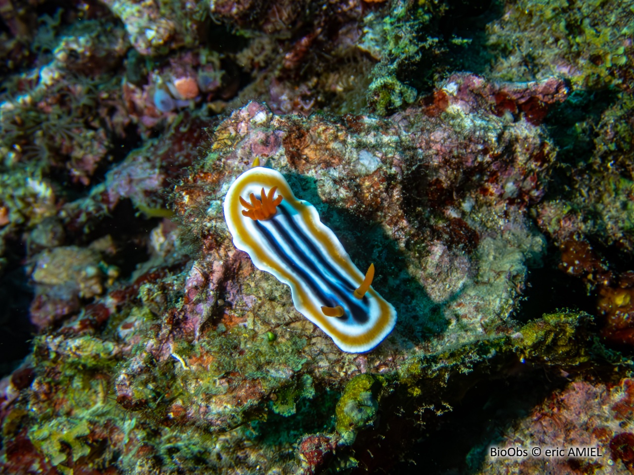 Doris-pyjama - Chromodoris quadricolor - eric AMIEL - BioObs