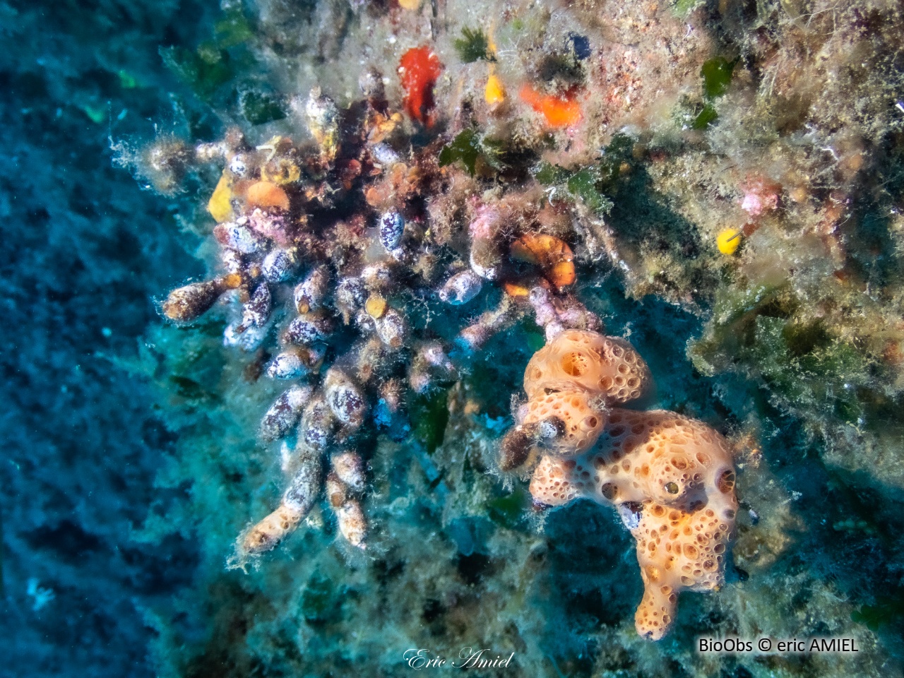 Cystoseire profond - Ericaria zosteroides - eric AMIEL - BioObs