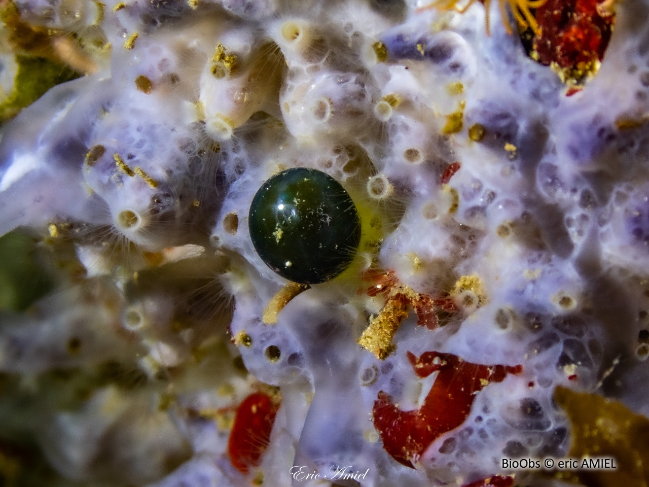 Valonie grosse bulle - Valonia macrophysa - eric AMIEL - BioObs