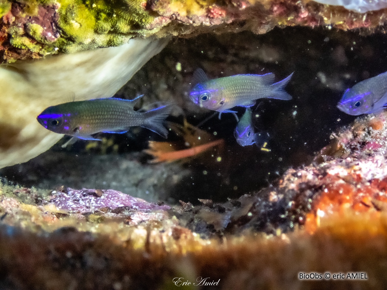 Castagnole - Chromis chromis - eric AMIEL - BioObs