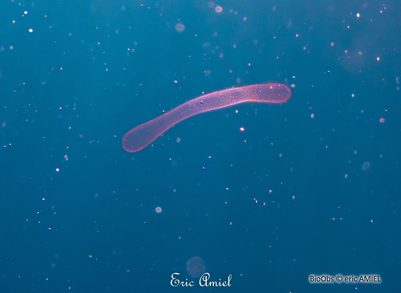 P'tit gluant - Collophidium / Collozoum inerme - eric AMIEL - BioObs