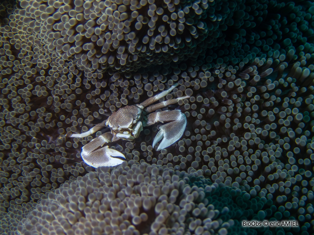 Crabe-porcelaine - Neopetrolisthes maculatus - eric AMIEL - BioObs