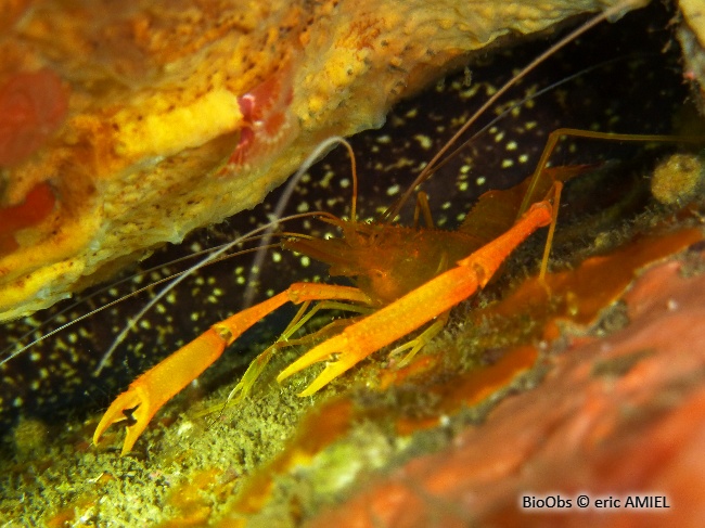 Crevette cavernicole à grandes pinces - Stenopus spinosus - eric AMIEL - BioObs