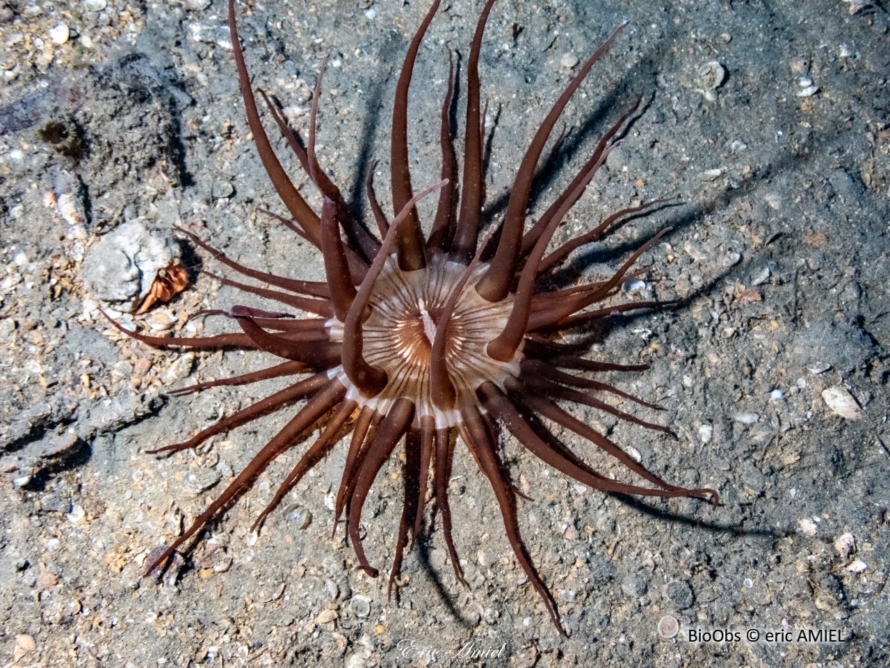 Andrésie - Andresia partenopea - eric AMIEL - BioObs