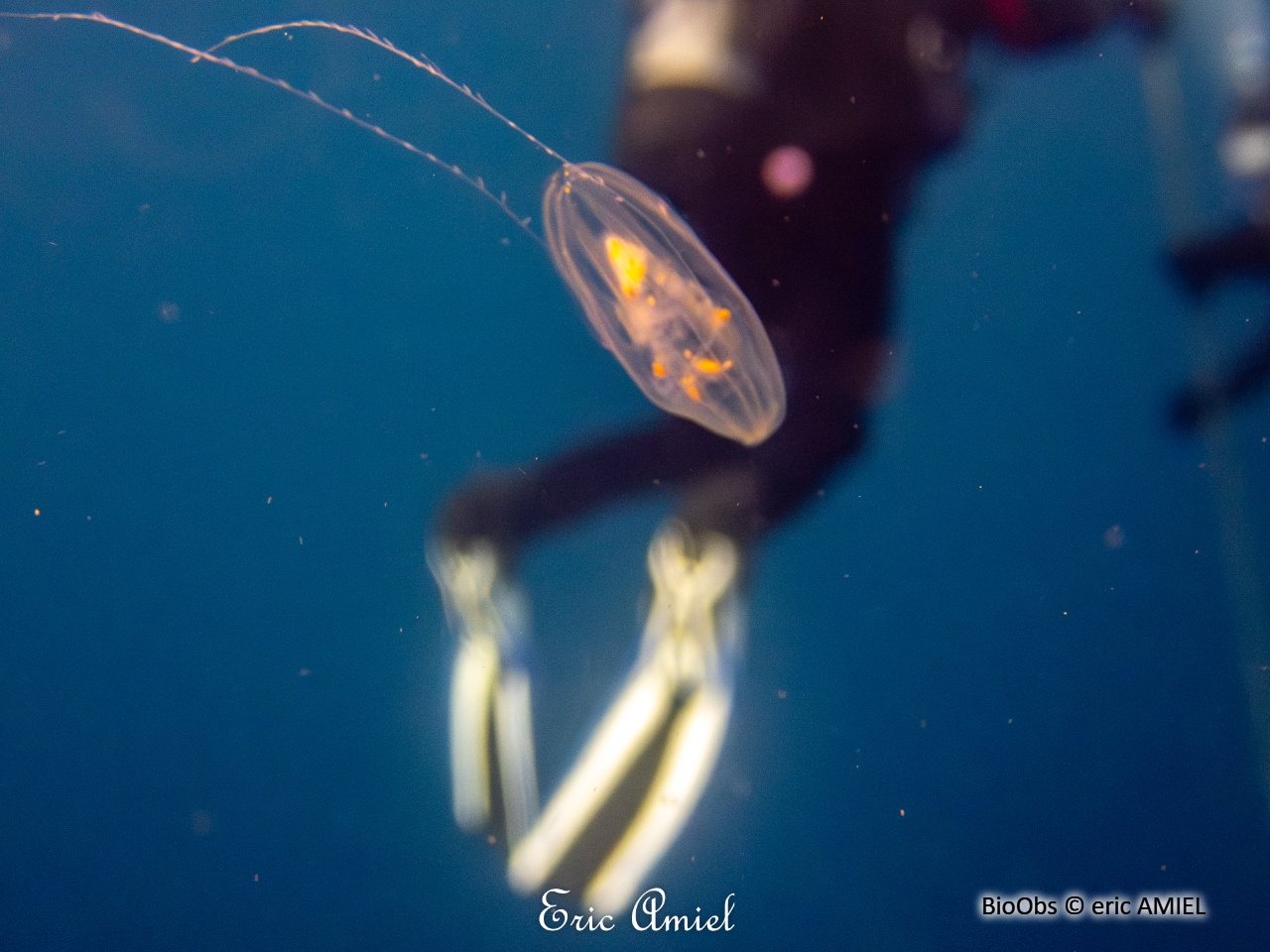 Euplokamis - Euplokamis stationis - eric AMIEL - BioObs