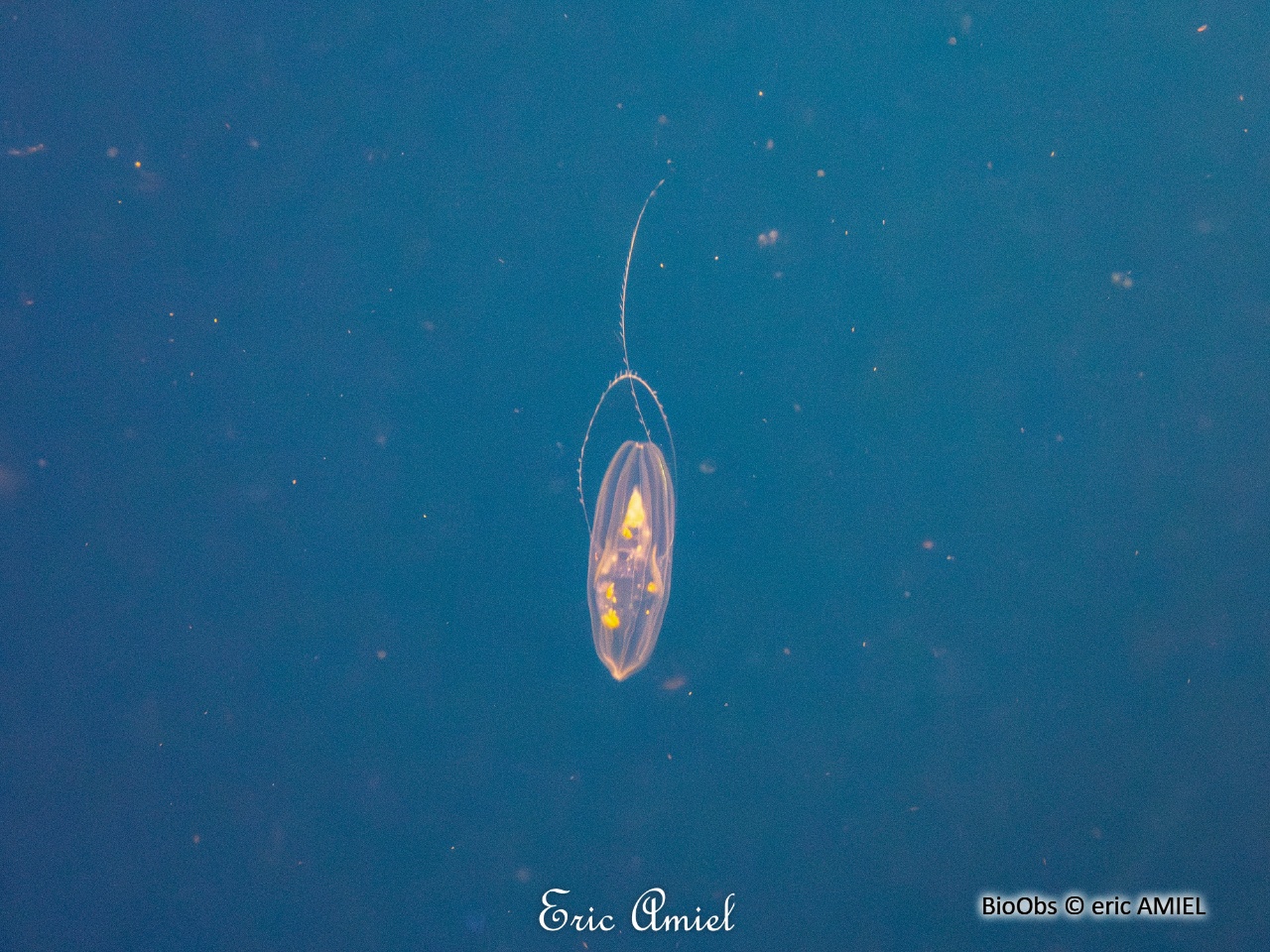 Euplokamis - Euplokamis stationis - eric AMIEL - BioObs