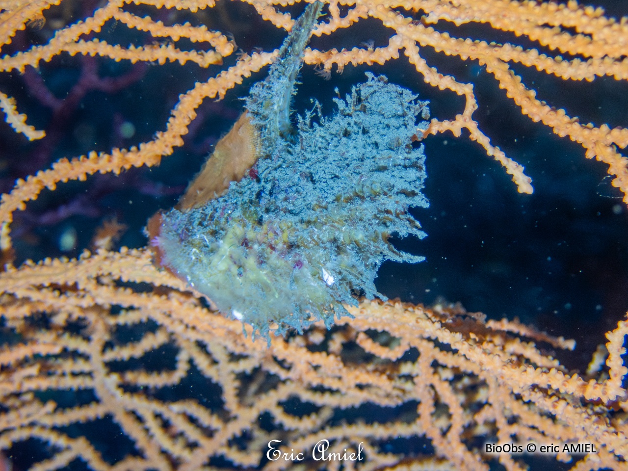 Avicule hirondelle - Pteria hirundo - eric AMIEL - BioObs