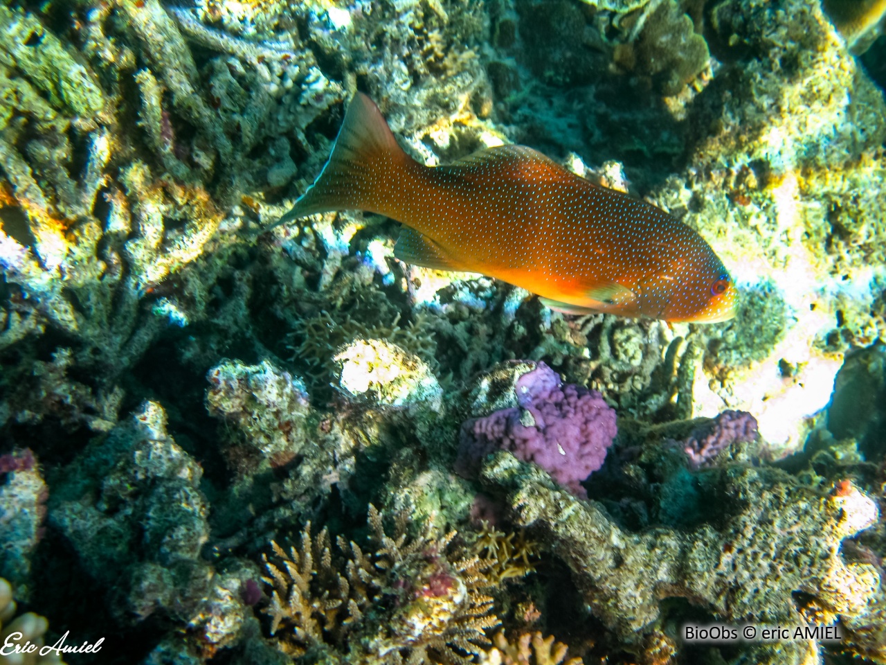 Saumonée léopard - Plectropomus leopardus - eric AMIEL - BioObs