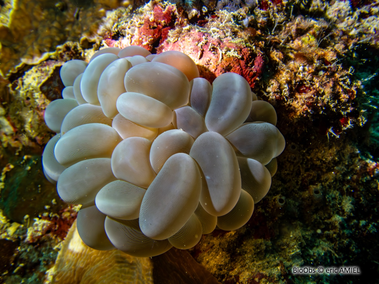 Corail à bulles - Physogyra lichtensteini - eric AMIEL - BioObs