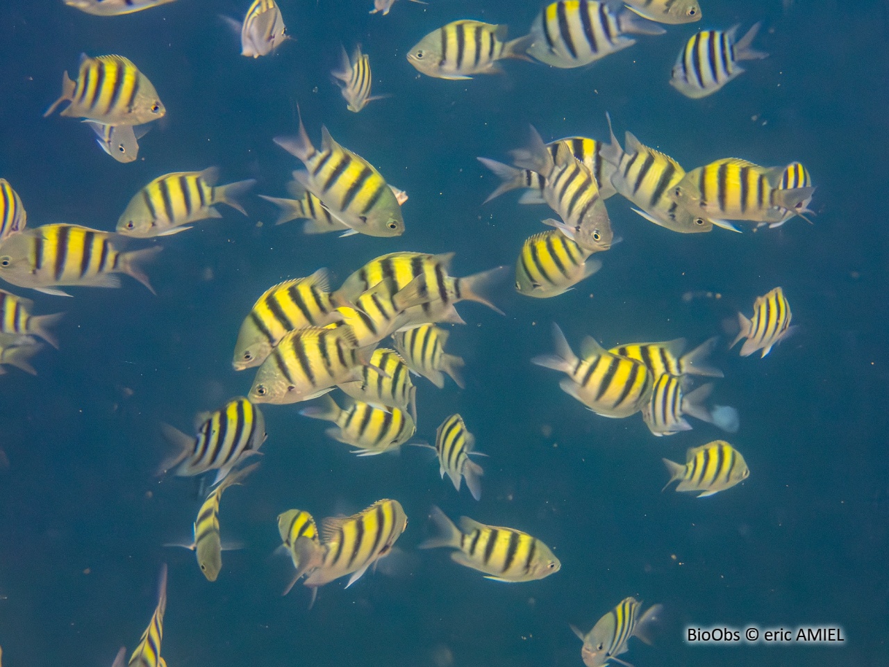 Poisson-bagnard - Abudefduf vaigiensis - eric AMIEL - BioObs