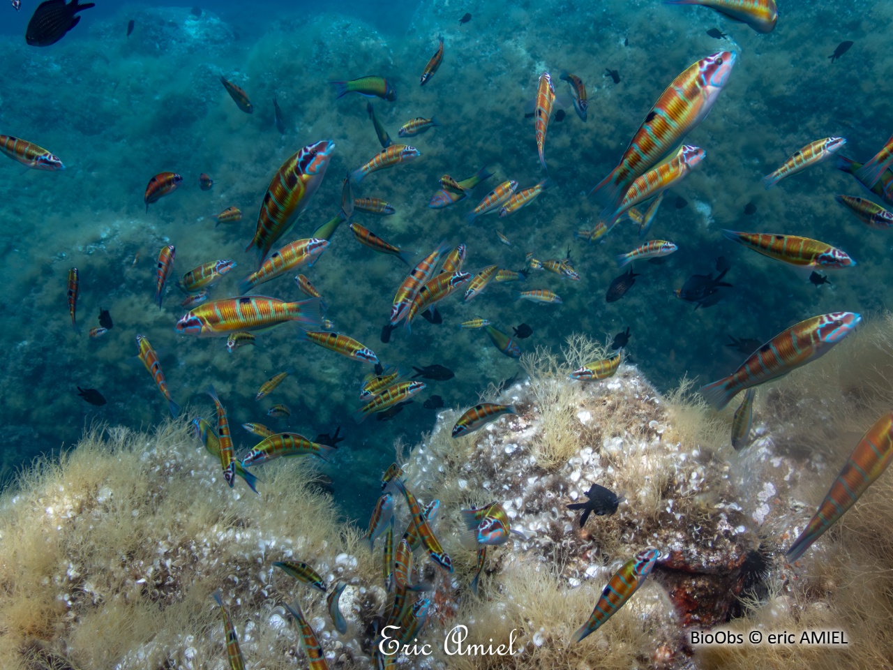 Girelle paon - Thalassoma pavo - eric AMIEL - BioObs