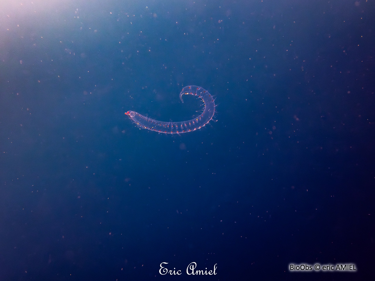 Ver planctonique Phyllodoce (famille) - Alciopini - eric AMIEL - BioObs