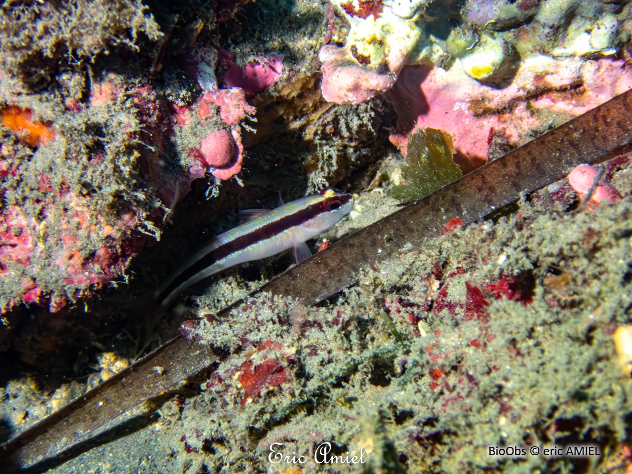 Gobie rayé - Gobius vittatus - eric AMIEL - BioObs