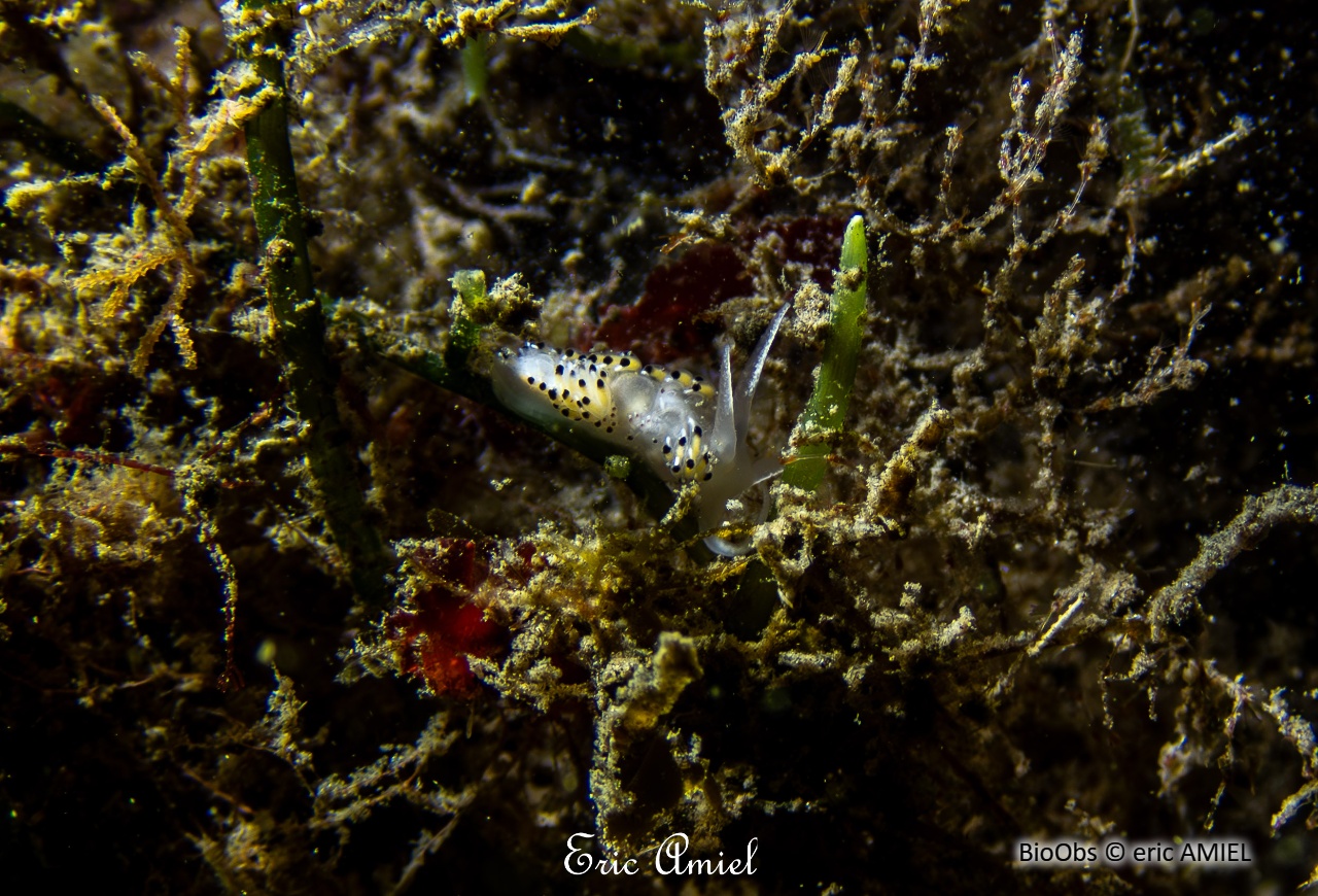 Faceline à ponctuations noires - Caloria elegans - eric AMIEL - BioObs