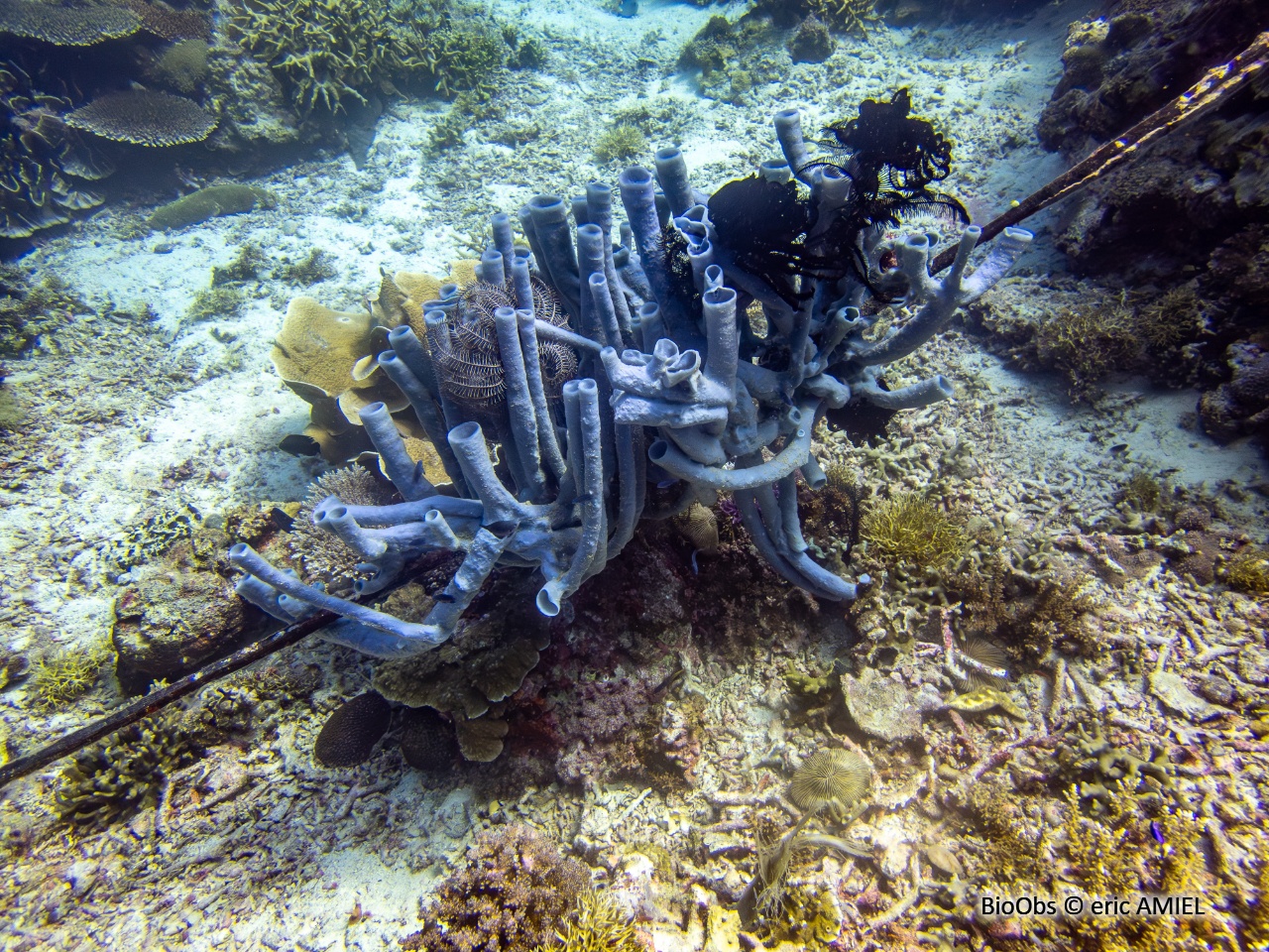 Eponge tubulaire mauve - Callyspongia (Callyspongia) siphonella - eric AMIEL - BioObs