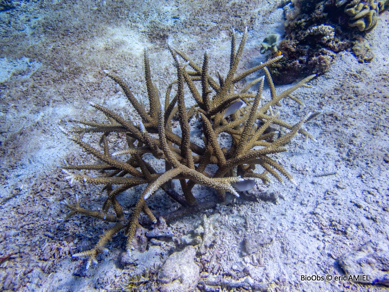 Corail corne de cerf - Acropora cervicornis - eric AMIEL - BioObs
