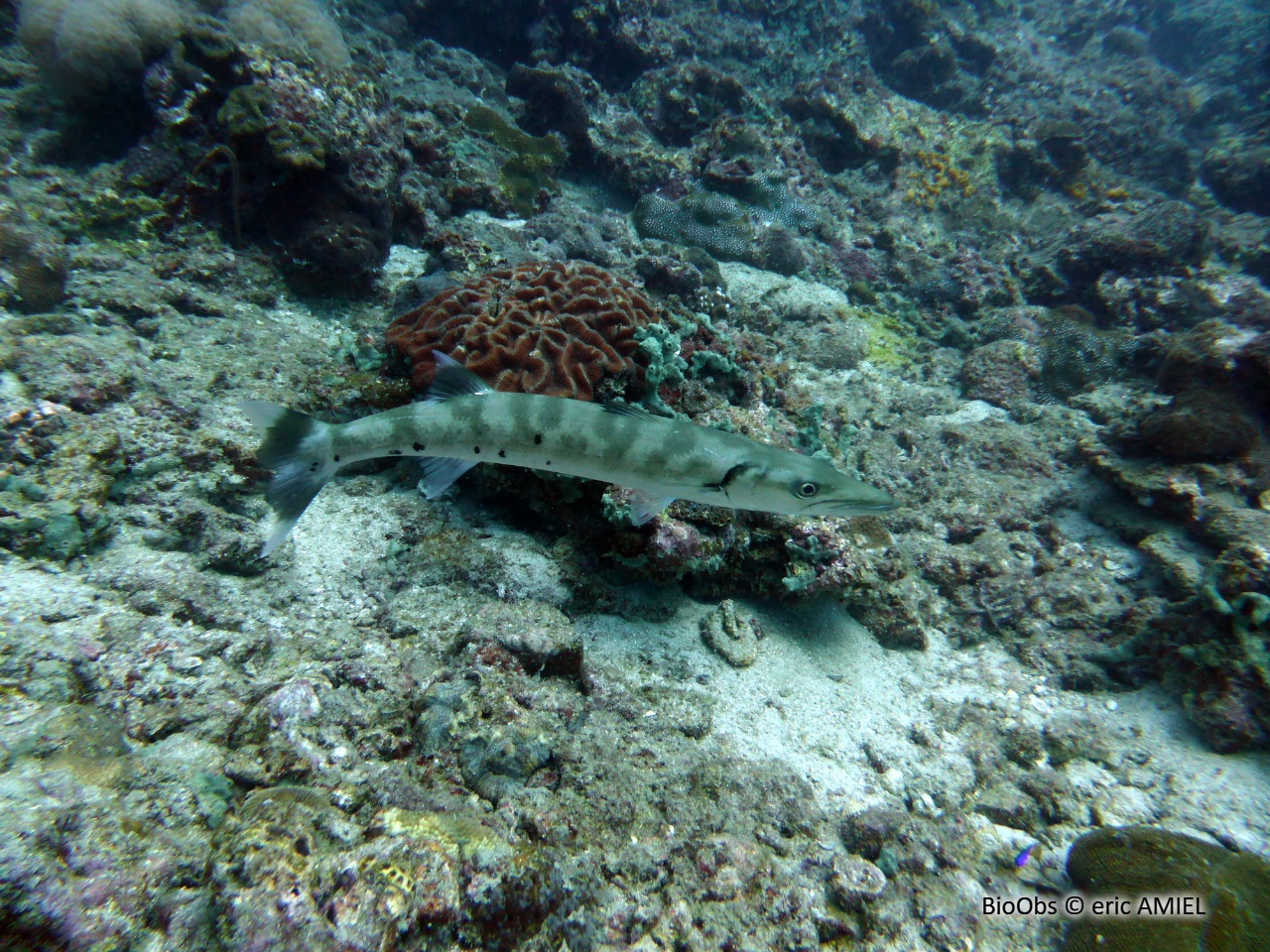 Grand barracuda - Sphyraena barracuda - eric AMIEL - BioObs